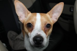 Sad puppy eyes from our fur baby, Lucky.