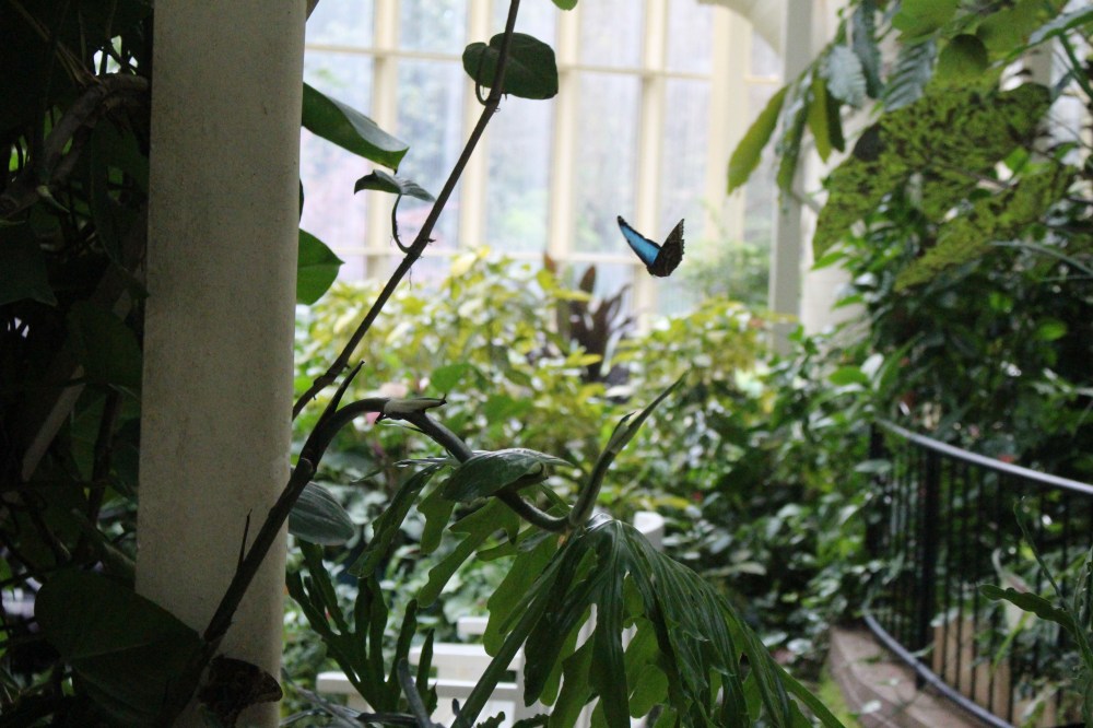 One of the beautiful butterflies fluttering around the conservatory.