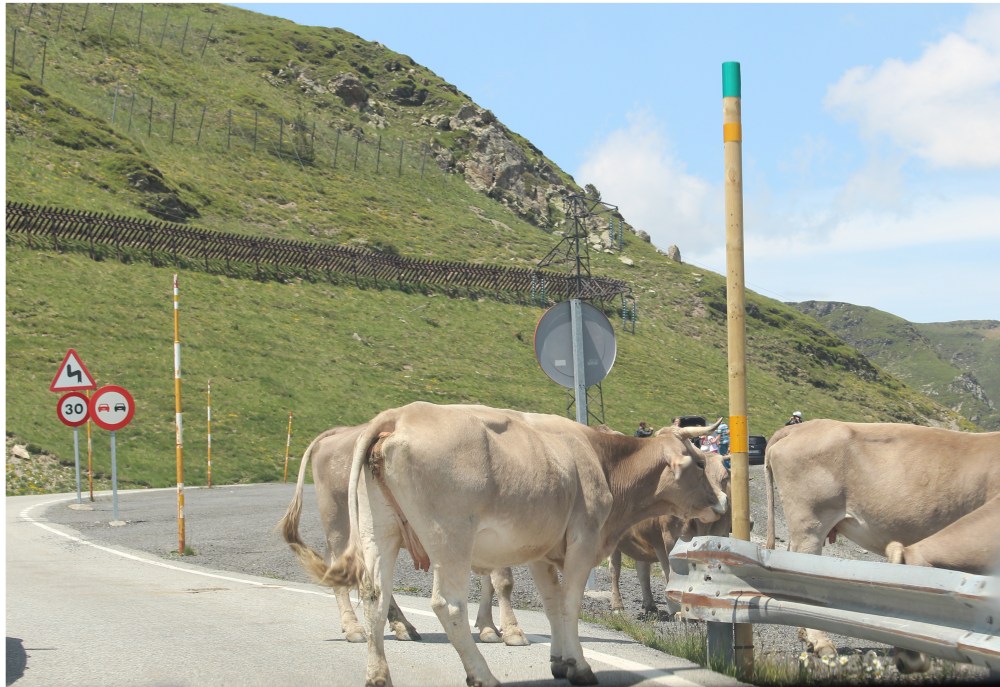 A mountain traffic jam. 